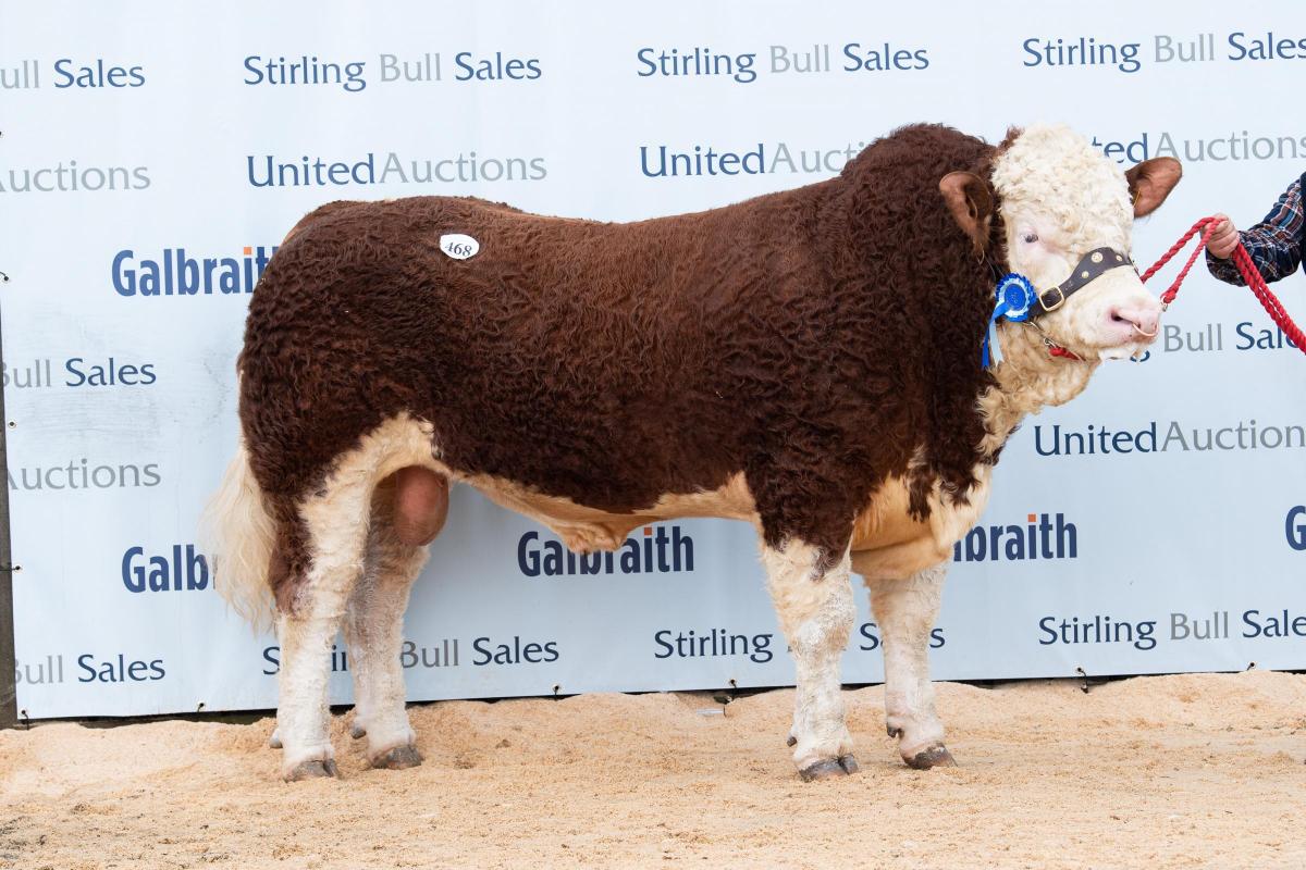Denizes Lancelot was the Simmental sale topper at 30,000gns from the Barlows Ref:RH210222076  Rob Haining / The Scottish Farmer...
