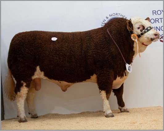 Islavale Jester, topped the bull sale selling for 8500gns for the Stronach familys Simmental herd from Berryleys, Keith