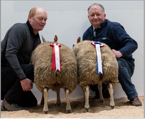 Prime hogg champions from Roddy and Hugh Thomson, West Park, Aberfeldy 