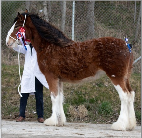 Collessie Kirsty from Ronnie and Pete Black, was champion Clydesdale at the 2020 Royal Northern Spring Show