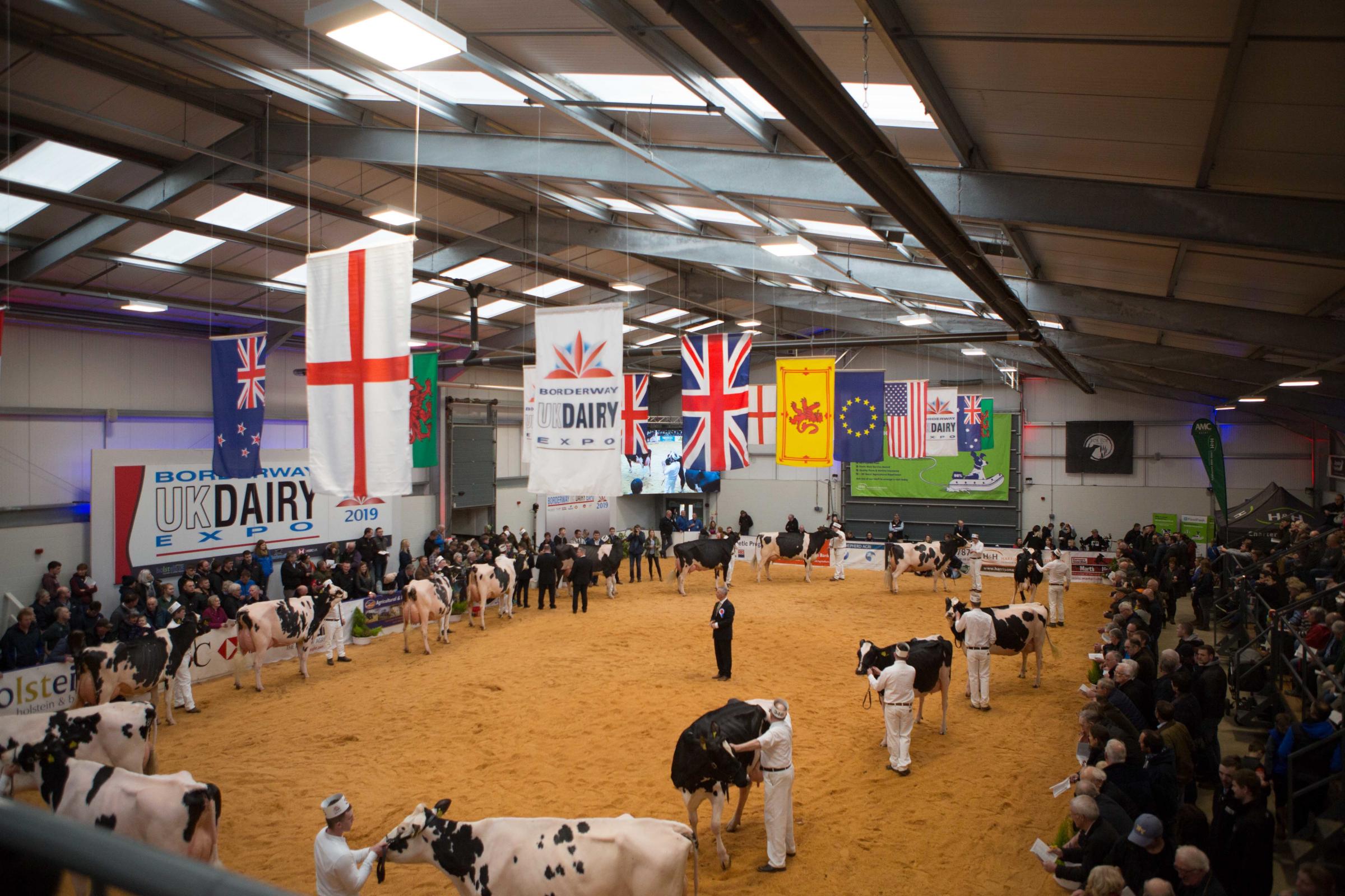 A full ring for a big class of Holstein judging Ref:EC090319102