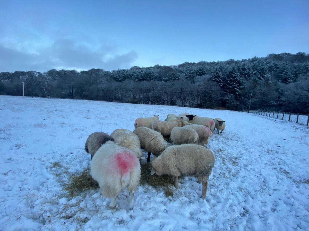 Tyler McKinlay - My ewes are getting a little snack tonight, they get spoiled rotten