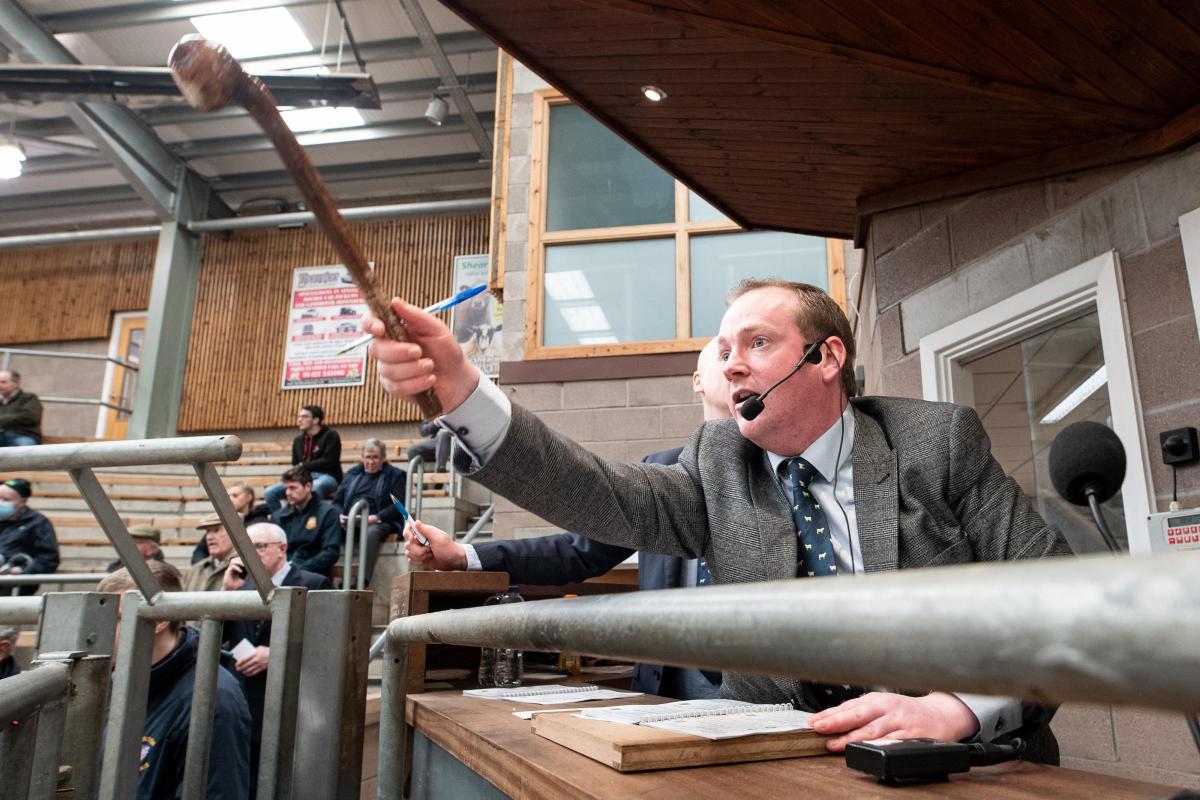 1. One more bid! Spectators and buyer look on as auctioneer Raymond Kennedy asks for one more bid before chapping the gavel down during the Charolais sale at Stirling, which turned out to be a flying trade and a top bid of 24,000gns Ref:RH220222043  Rob H