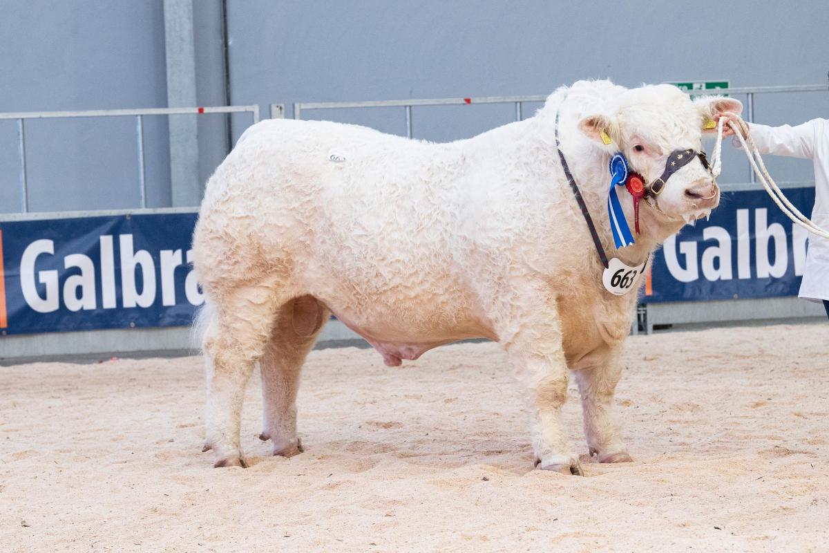 Lucy Houston sold Gretnahouse Rosco for 16,000gns Ref:RH210222113  Rob Haining / The Scottish Farmer...
