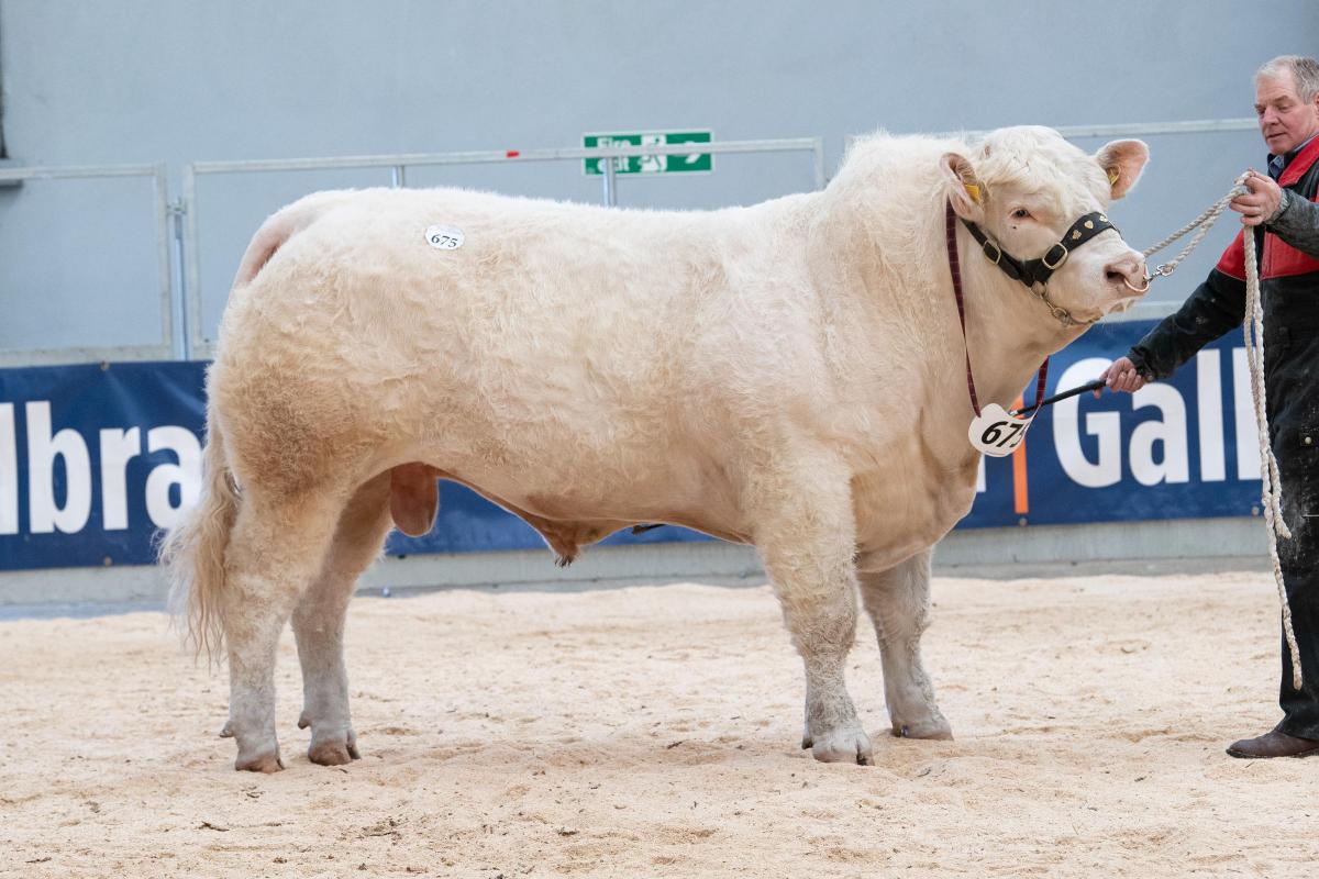 Ian and Dot Goldie sold Solwayfirth Ronaldo for 11,000gns Ref:RH220222056  Rob Haining / The Scottish Farmer...