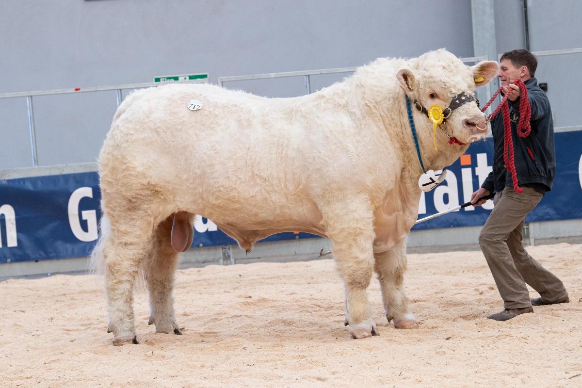 The Wights sold Carwood Roscoe for 16,000gns Ref:RH220222061  Rob Haining / The Scottish Farmer...