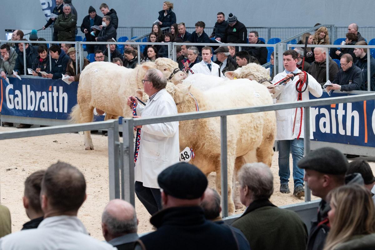 Large entry of Charolais bulls to be judged at Stirling  Ref:RH210222093  Rob Haining / The Scottish Farmer...