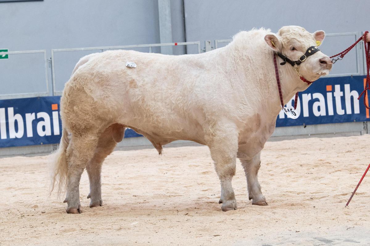 Broomloan Ricksen from A Brown sold for 9500gns Ref:RH220222058  Rob Haining / The Scottish Farmer...