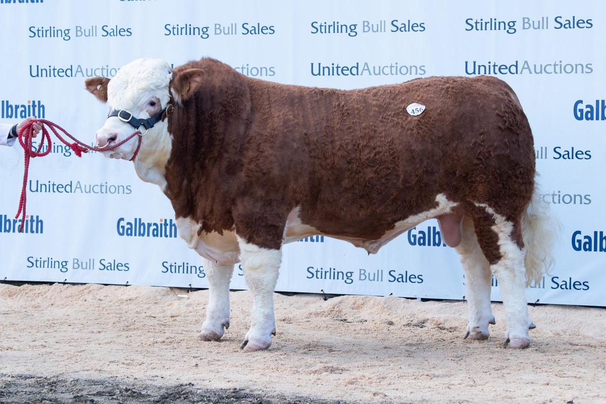 Islavale Lockdown from the Stronachs sold for 10,000gns  Ref:RH210222071  Rob Haining / The Scottish Farmer...