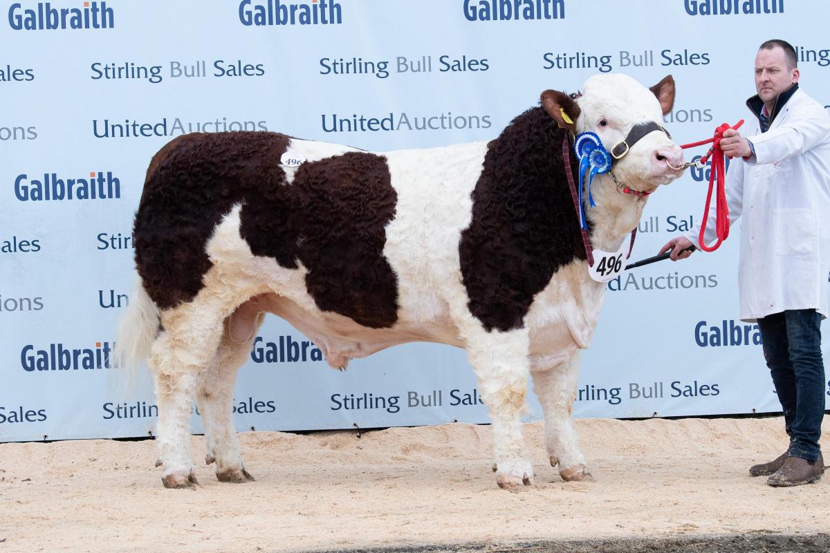 Ranfurly Limelight from WD and JD Hazelton sold for 16,000gns Ref:RH200222112  Rob Haining / The Scottish Farmer...