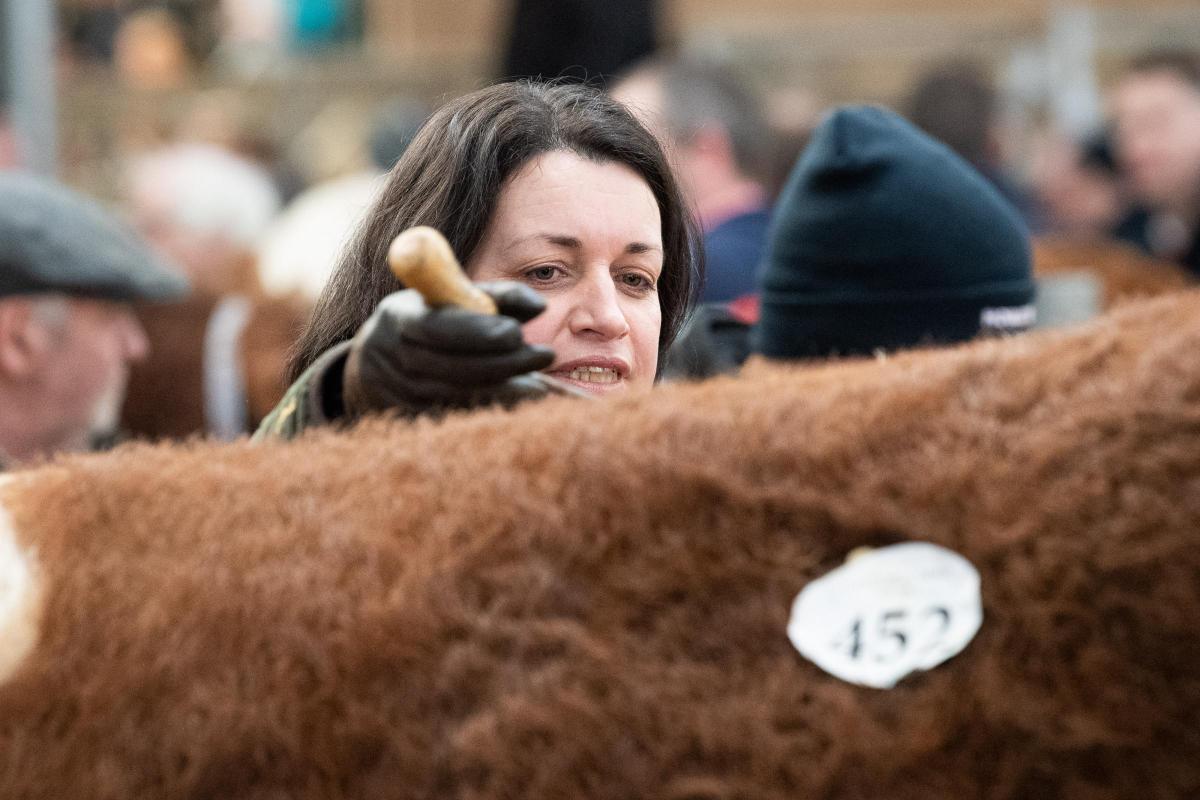 Hazel McNee brushes up Finlarg Logan before the sale  Ref:RH210222066  Rob Haining / The Scottish Farmer...