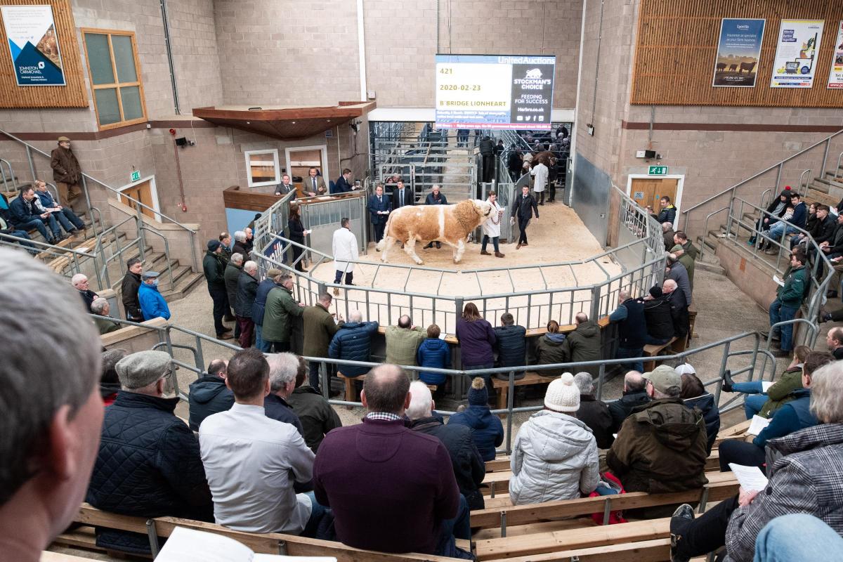 Buyers and spectator gather round the ring for the sale of Simmental bulls where the price topped at 30,000gns  Ref:RH210222054  Rob Haining / The Scottish Farmer...