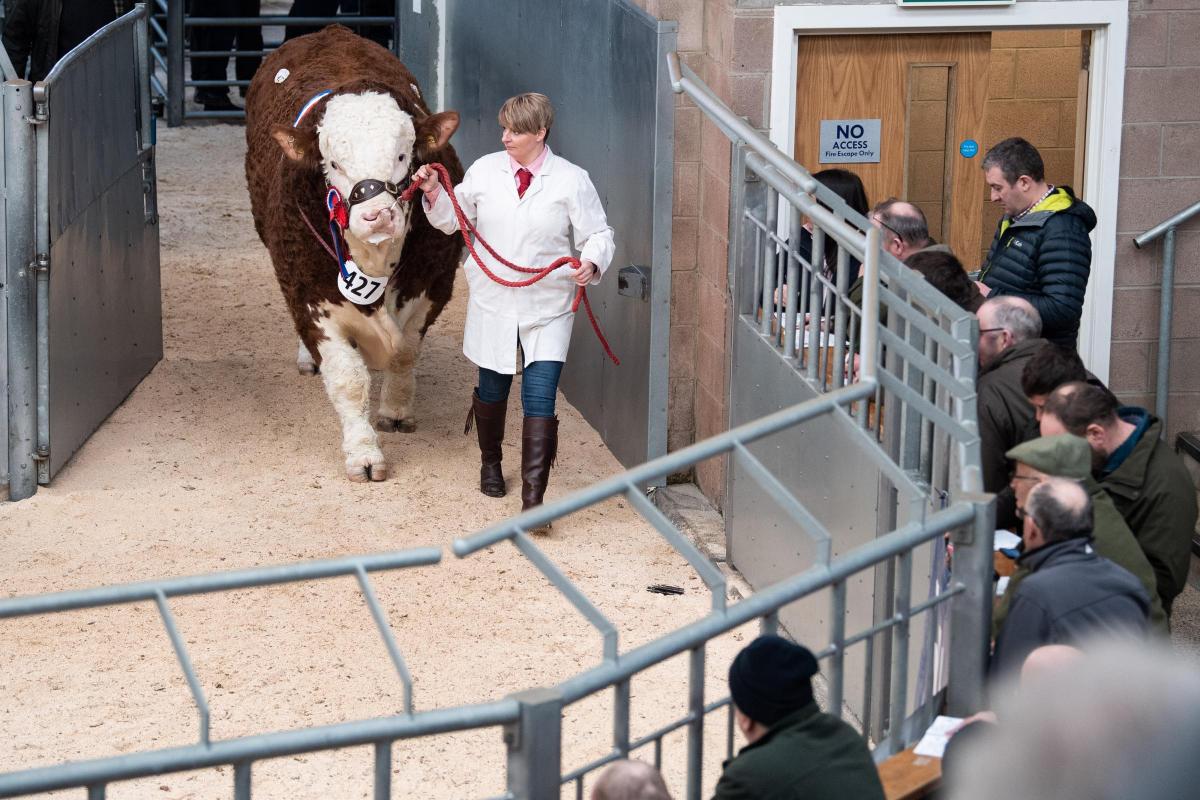 Fiona Sutherland lead Islavale London into the ring at Stirling, with a final bid of 12,000gns  Ref:RH210222058  Rob Haining / The Scottish Farmer...