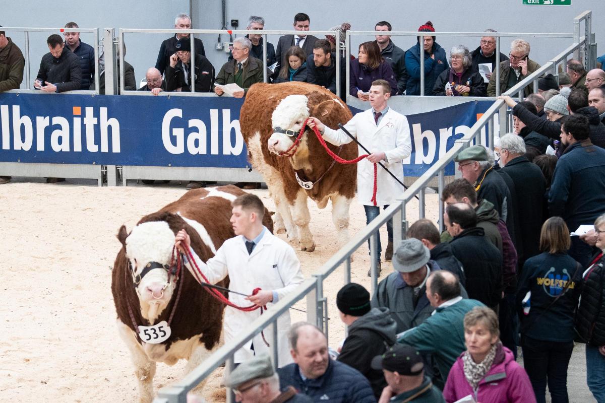 Spectators and potential buyer watch the Simmental judging at Stirling   Ref:RH200222095  Rob Haining / The Scottish Farmer...
