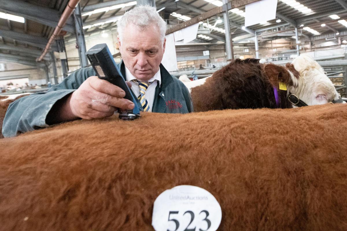 Some off the top Sir? Alan Jackson trims Kilbride Farms Lucky Strike before the show   Ref:RH200222084  Rob Haining / The Scottish Farmer...
