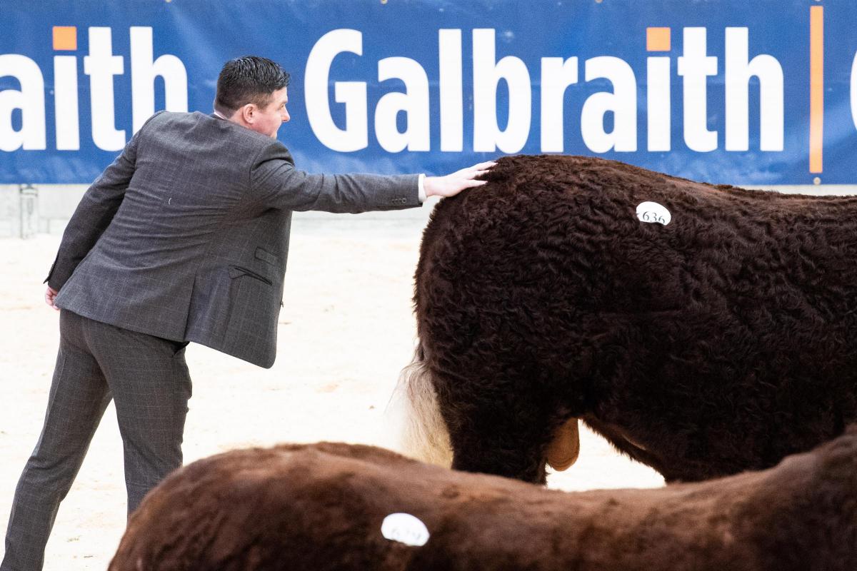 Seamus Nagle taps out his overall Salers champion Cumbrian Price Poll from Farmstock Genetics  Ref:RH200222124  Rob Haining / The Scottish Farmer...