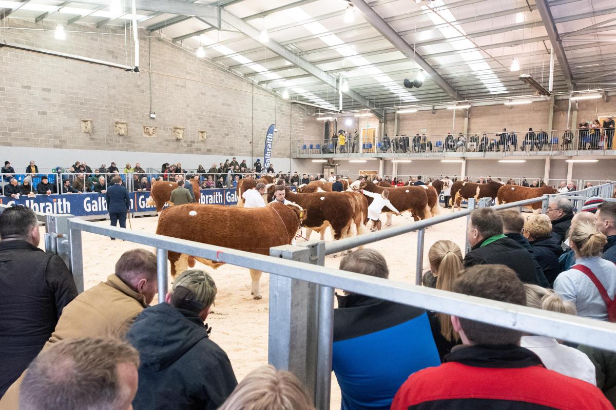 Spectators and potential buyer watch the Simmental judging at the presale show  Ref:RH200222080  Rob Haining / The Scottish Farmer...