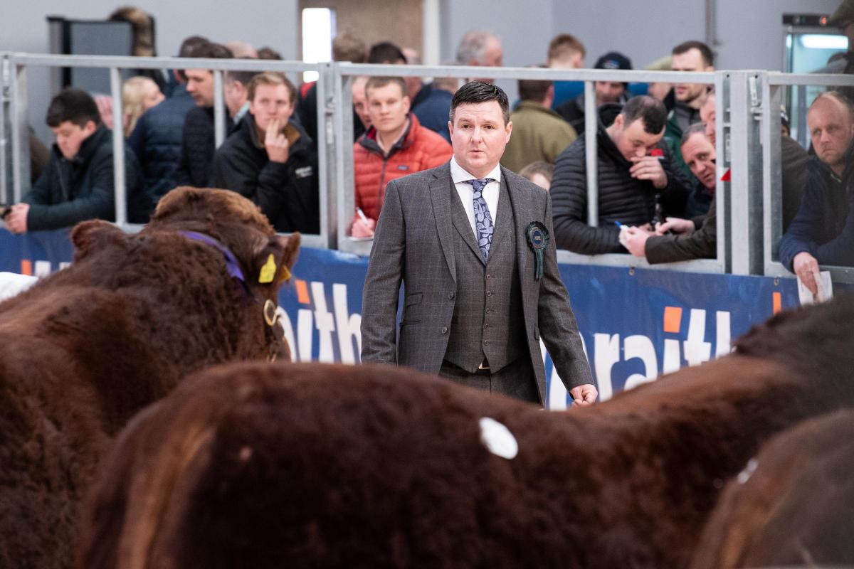 Spectators watch on as Seamus Nagle judges the Salers at Stirling  Ref:RH200222121  Rob Haining / The Scottish Farmer...
