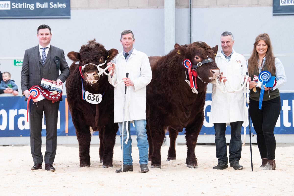 Salers champion was Cumbrian Price Poll from Farmstock Genetics, standing reserve was Darnford Positive from David Watson Ref:RH200222062  Rob Haining / The Scottish Farmer...