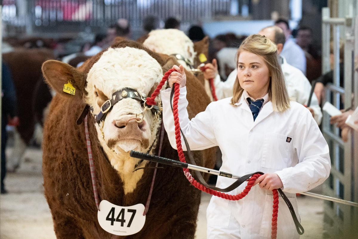 Emma McAlister lead Drumsleed Lely in the Simmental show at Stirling  Ref:RH200222078  Rob Haining / The Scottish Farmer...
