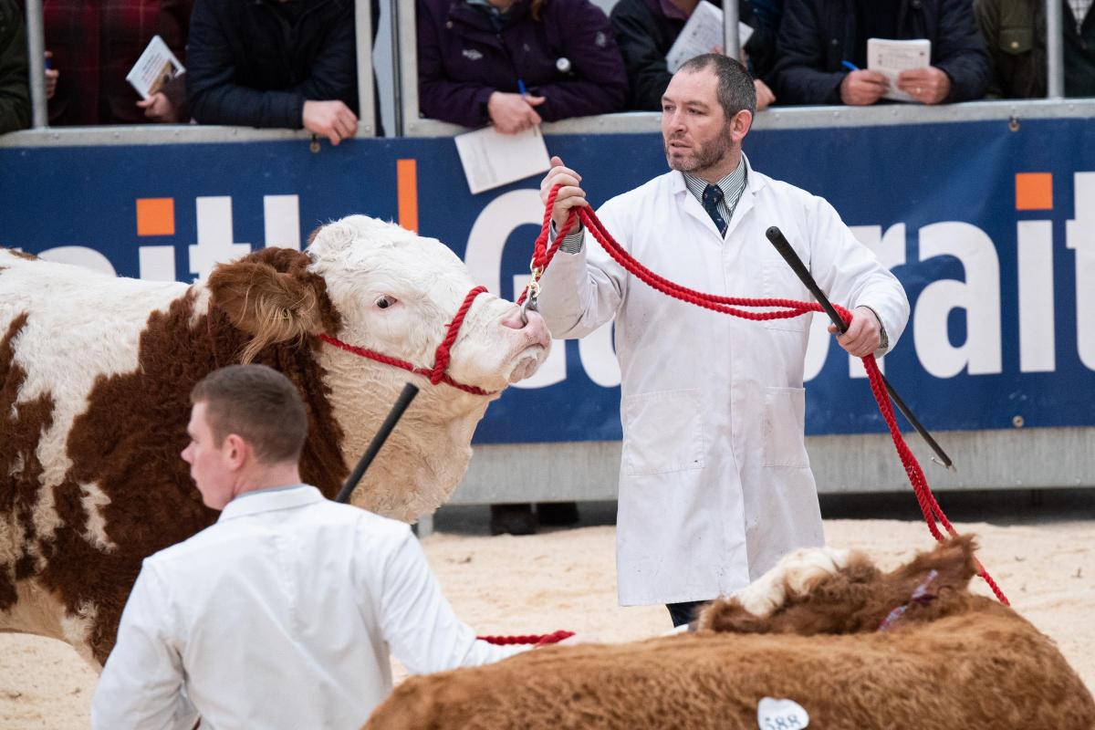 Gavin Brown concentrating during the pre sale show of Simmentals at Stirling Ref:RH200222069  Rob Haining / The Scottish Farmer...