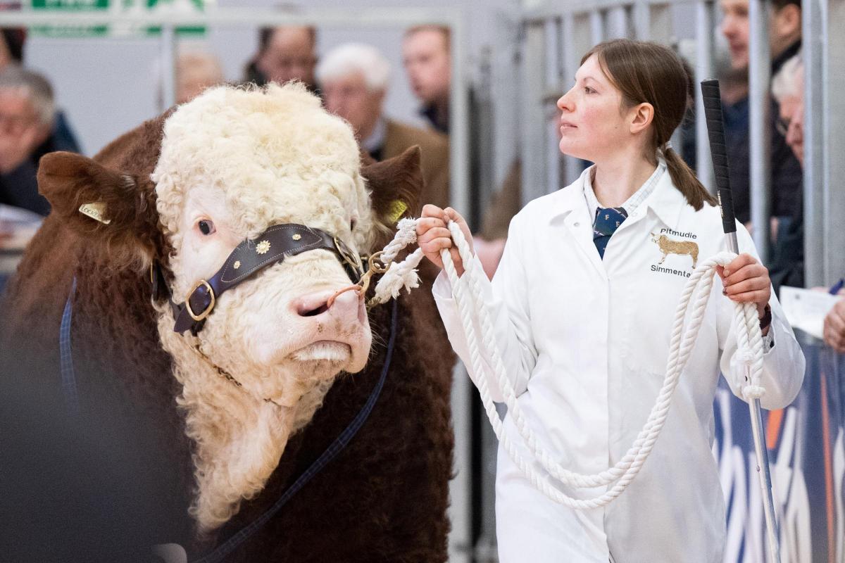 Heather Duff keeps her eye on the judge at the pre sale show of Simmental at Stirling  Ref:RH200222073  Rob Haining / The Scottish Farmer...