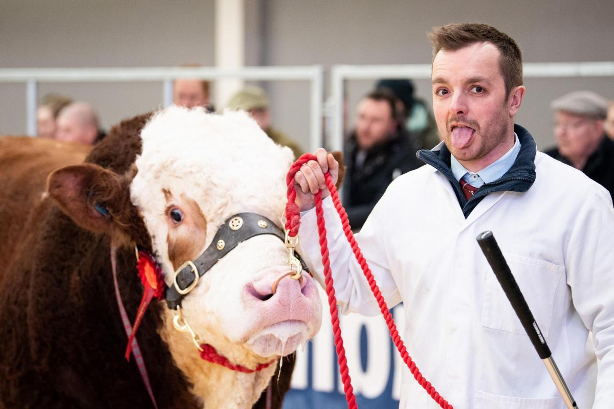 Ross King from Wolfstar Simmental sticking his tongue at our photographer Rob during the Simmental judging Ref:RH200222104  Rob Haining / The Scottish Farmer...