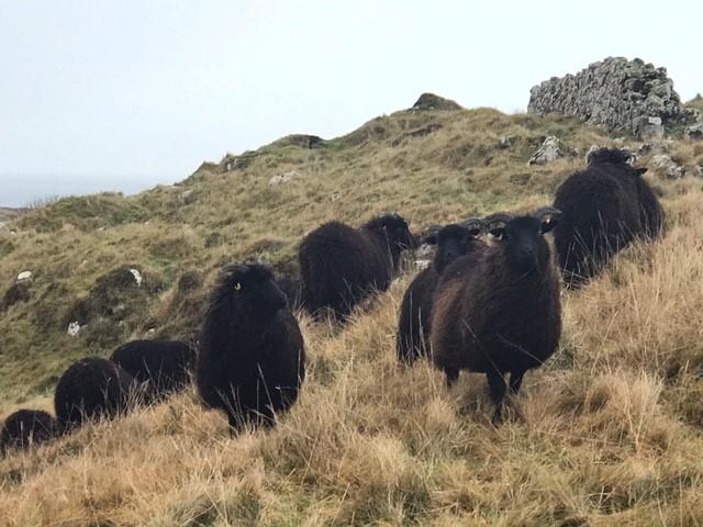 Joan Hewes - A Bonny photo of the Hebridean flock