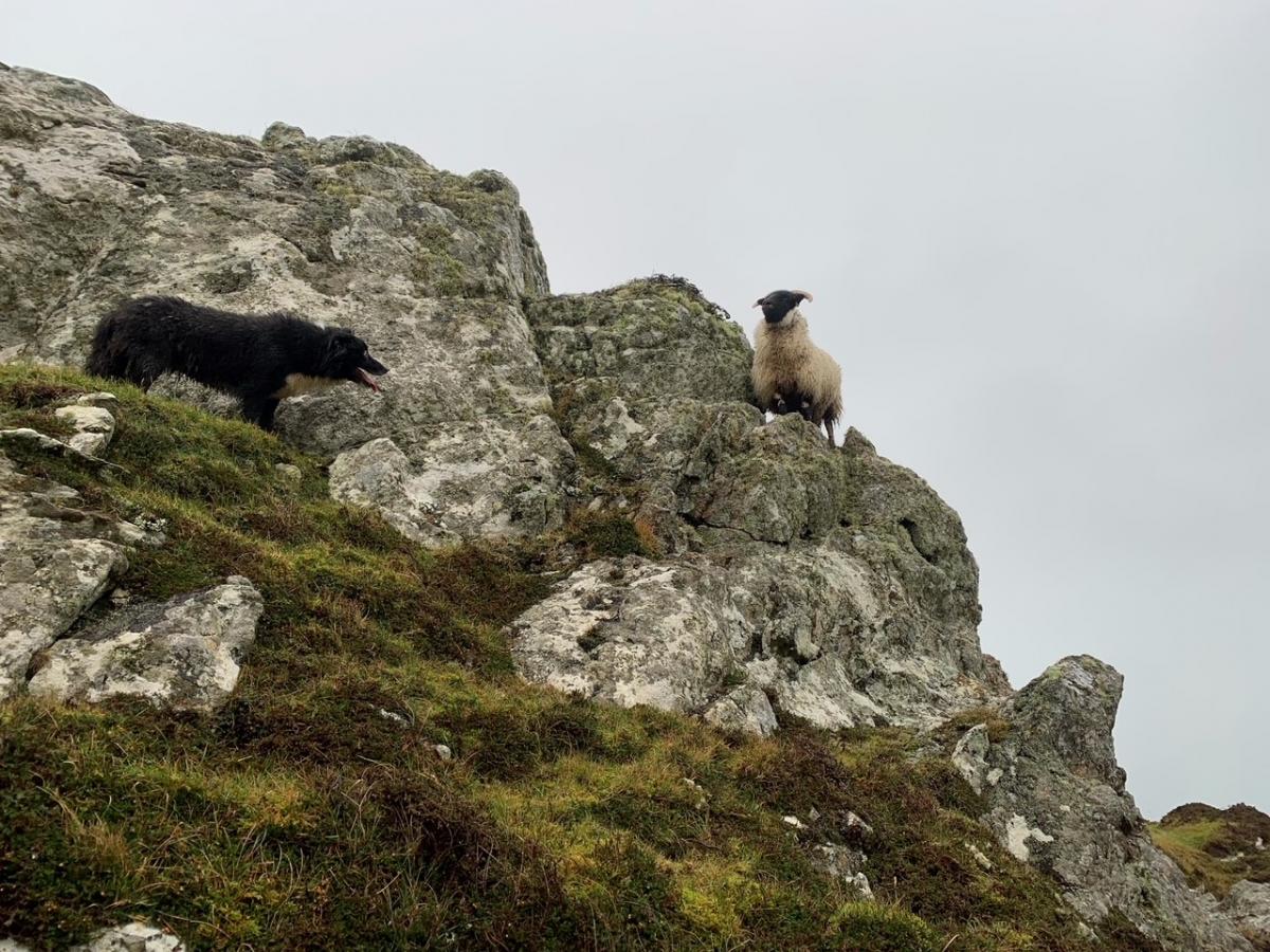 Andrew Prentice - Picture of abbey, with a troublesome Blackface ewe Hogg at Maol Farm, Isle of Iona