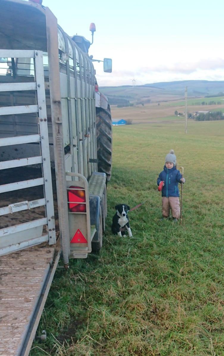 Lynne Fotheringham (Aberdeenshire) - Training Day, for future sheperdess Erin and future sheepdog Nell