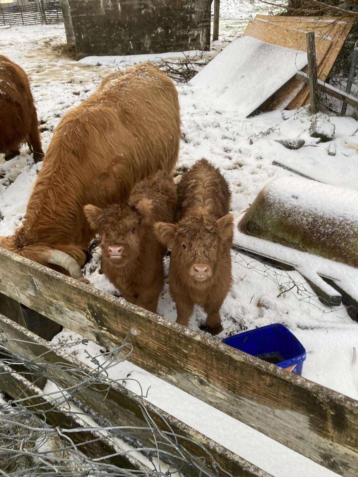 Anthony Robson - We don’t mind snow in the Hebrides, Holly & Ivy, Highland calves at Holm, Isle of Lewis