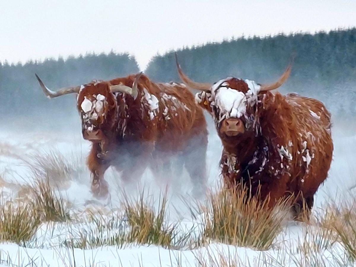 Ewen MacMillan - Feeding Highland cows at a very wintry Fintry