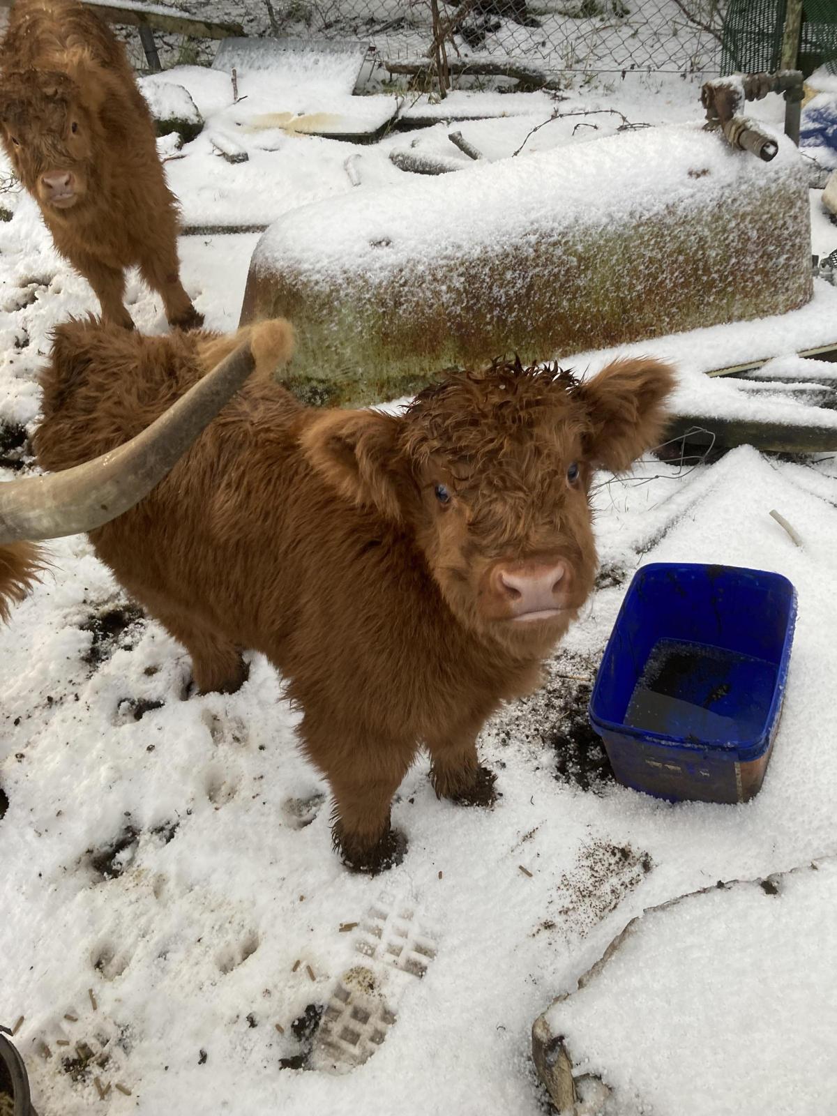 Anthony Robson - We don’t mind snow in the Hebrides, Holly & Ivy, Highland calves at Holm, Isle of Lewis