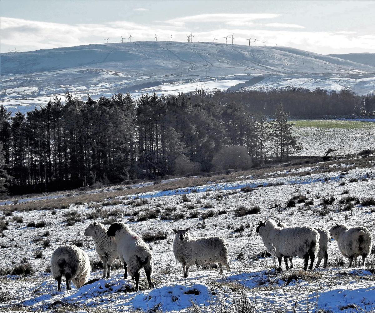 Morag Gordon - sheep in the snow near new cumnock