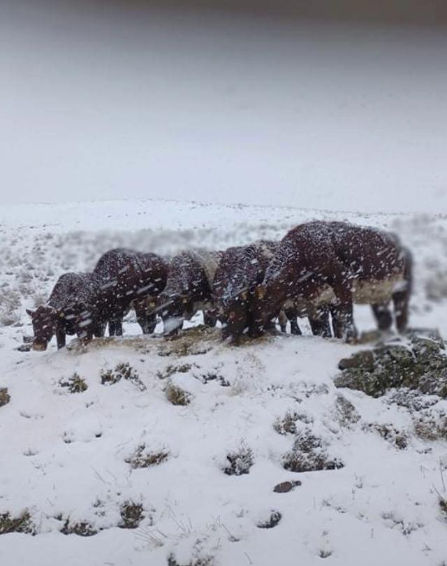 Natalie Hynd - Here are 6 shorthorn cows who are due to calf in around 3 weeks out wintering in the snow.