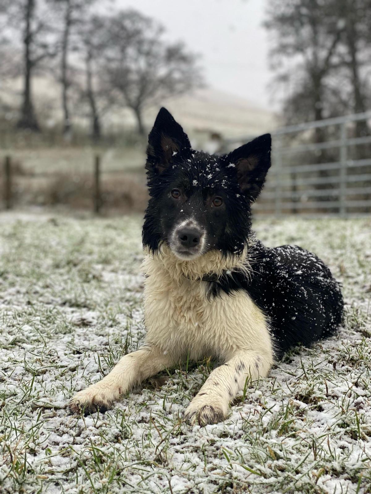 Tyler McKinlay - 6 month old, Braeface Demi enjoying her time in the snow. After sneaking into the field and having her own training session with the sheep.