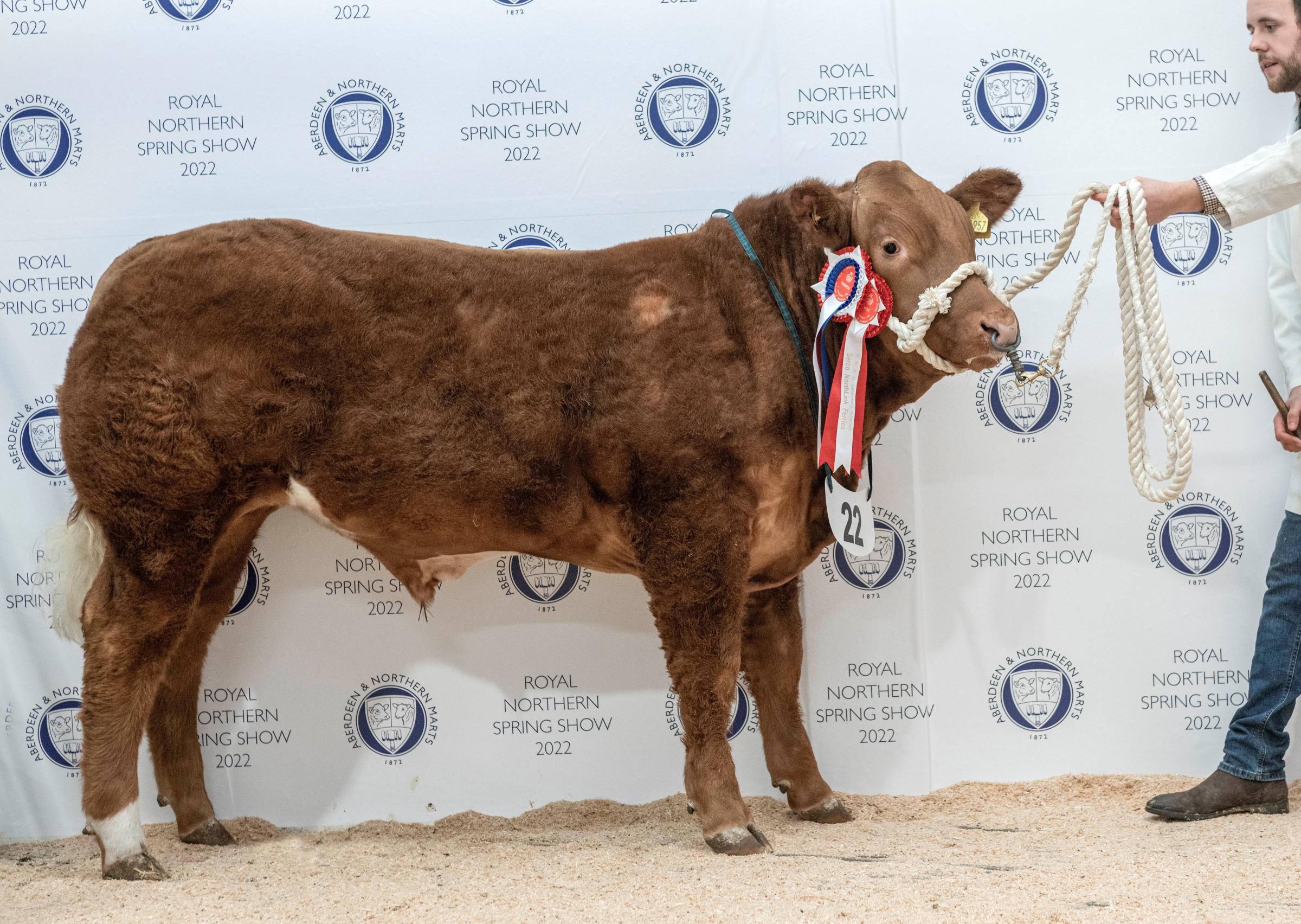 Exhibition bullock champion from William Robertson and Son, Fodderletter Farms, Tomintoul. sold for £1300