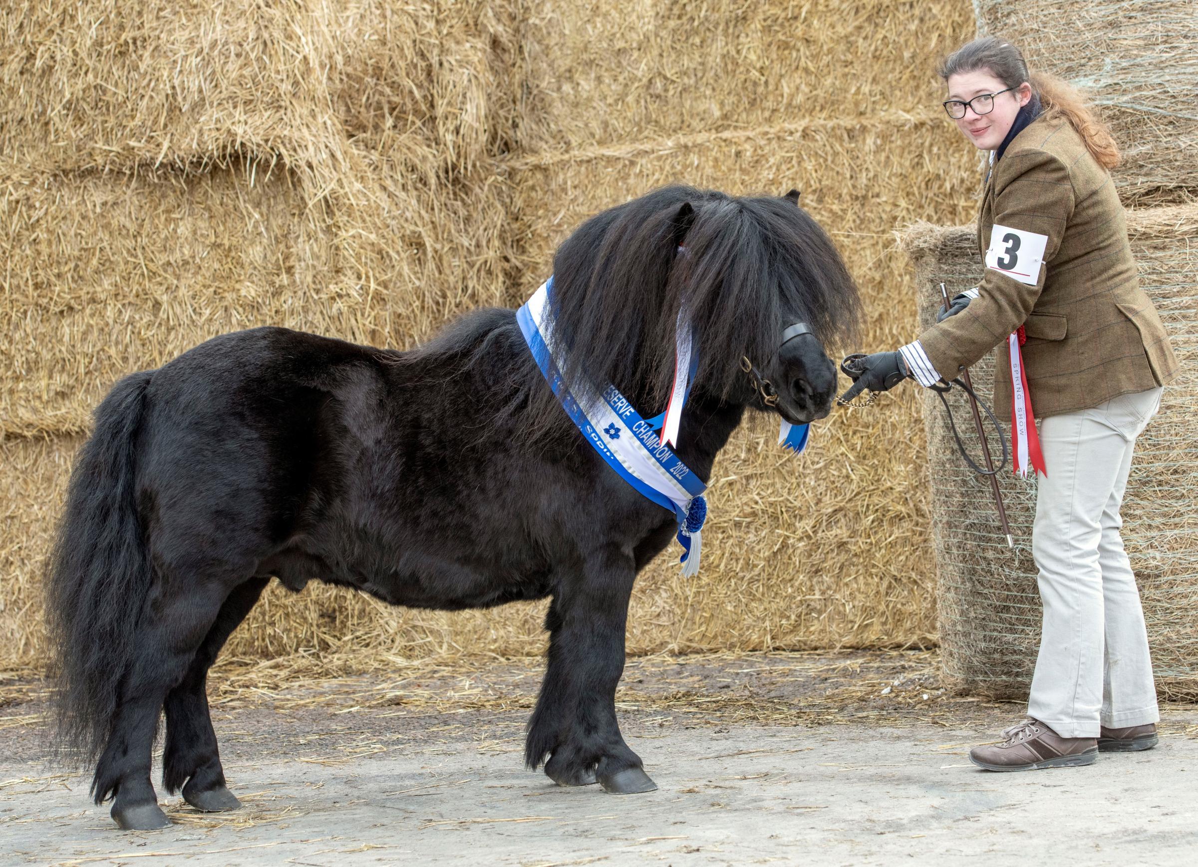 Shetland pony champion and reserve overall horse overall champion was Wells Legend, from HP Sleigh and Son