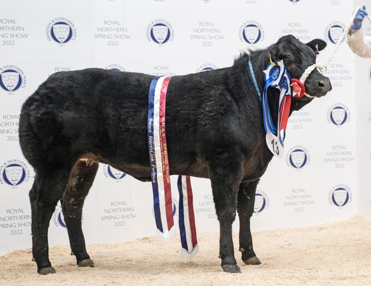 Spring Show Lot 13 British Blue cross heifer from James McConachie & Son, lethendry Farm, Cromdale, Grantown on Spey. Sold for £2,700. Ref: Ron Stephen Photography