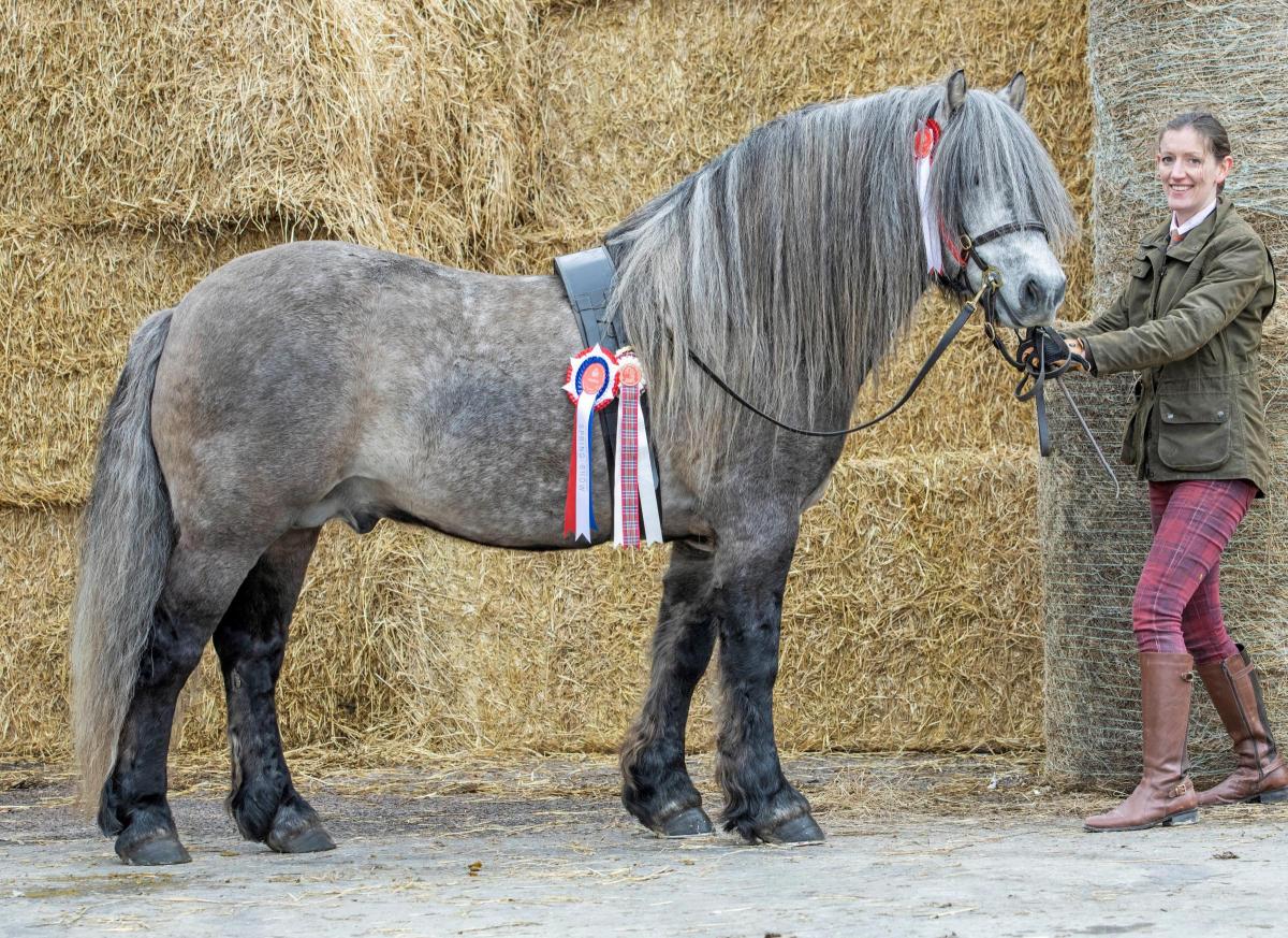 Spring Show 22 Champion Highland Pony "Fandango Na Dailach" from Dr Aylwin Pillai. Ref: Ron Stephen Photography