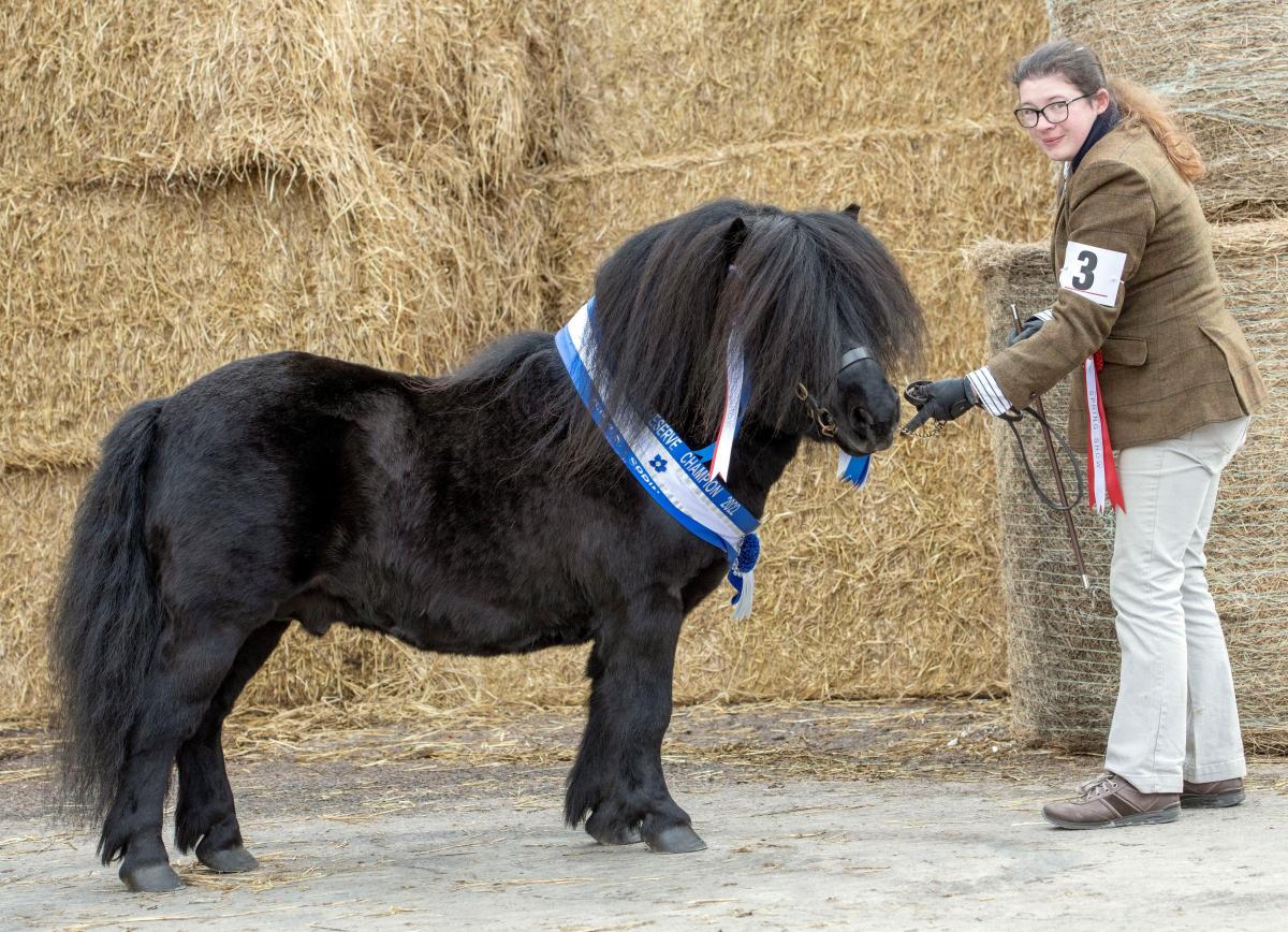 Spring Show 22 Shetland Pony Champion and reserve overall horse overall champion "Wells Legend" from HP Sleigh & Son. Ref: Ron Stephen Photography