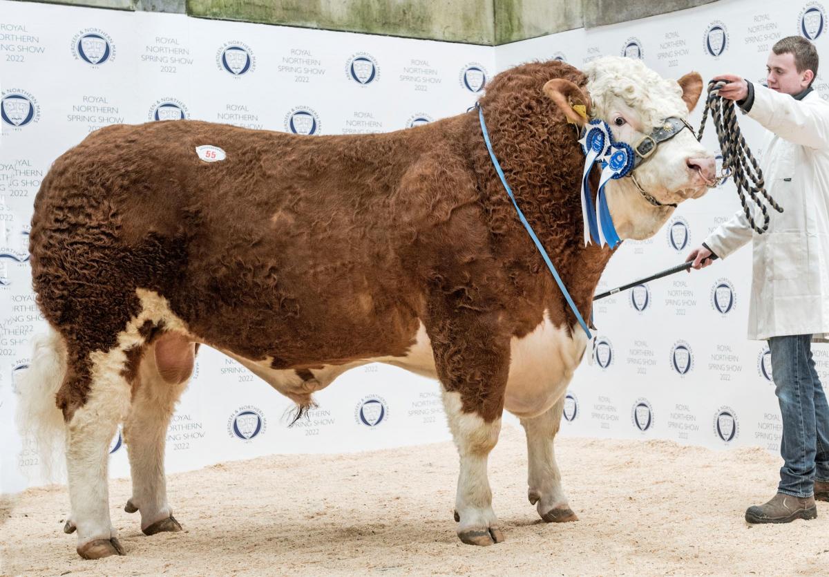 Spring Show 22 Simmental Bull Lot 55 "Blackmuir Lewis" from Reece & Andrew Simmers, Backmuir Farm, Keith sold for 7,800 gns. Ref: Ron Stephen Photography