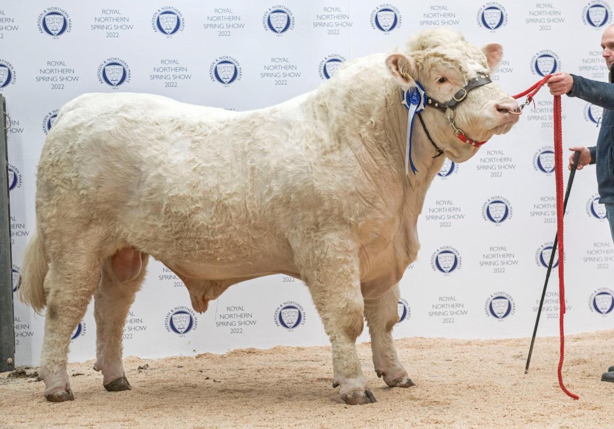 Spring Show 22 Charolais Reserve Champion "Elrick Royal" from MJ Massie, Mains of Elrick, Ellon. Sold for 7,000gns.  Ref: Ron Stephen Photography