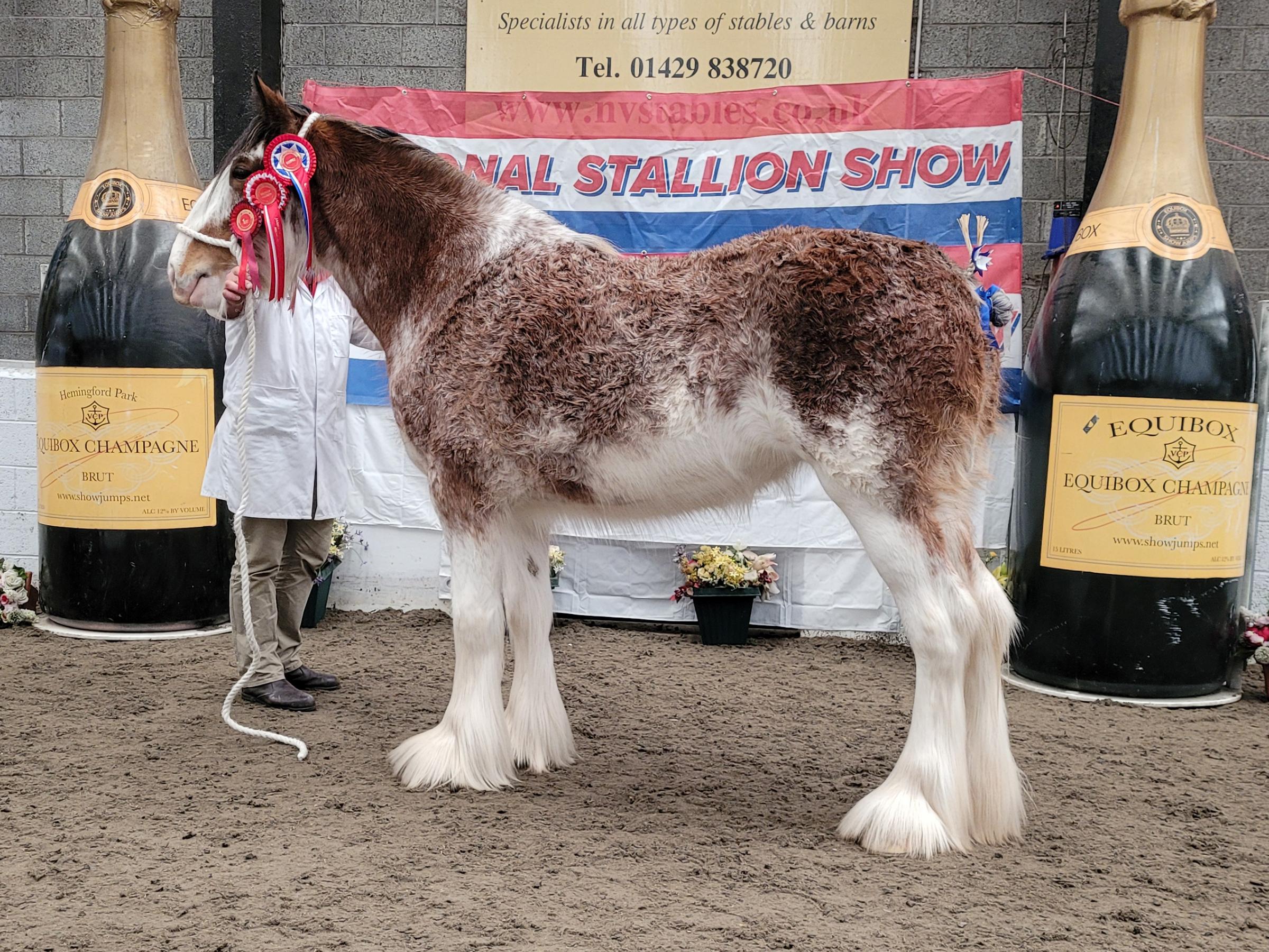 Clydesdale female champion, and reserve supreme was Collessie Alanna, from Ronnie and Pete Black.