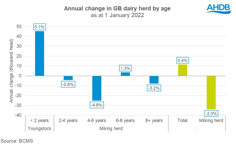 GB milking cow numbers are down on the year