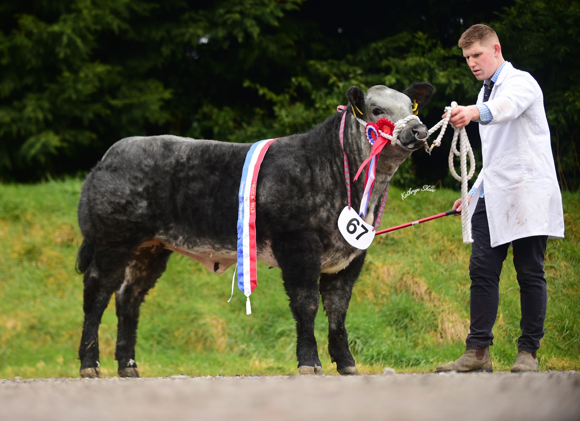 Commercial champion was this heifer, 50 shades of Grey from the JCB commercials team