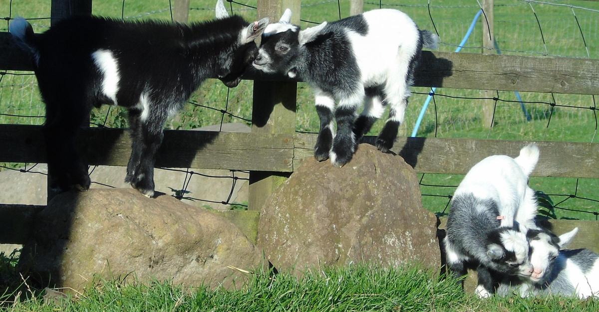 Di at Hilton of Aldie (Dawes Farming) - Two heads are better than one. Pygmy Goat Kids at Hilton of Aldie, Fossoway. 
They could be sharing a problem but more likely that they may be discussing how they can escape!