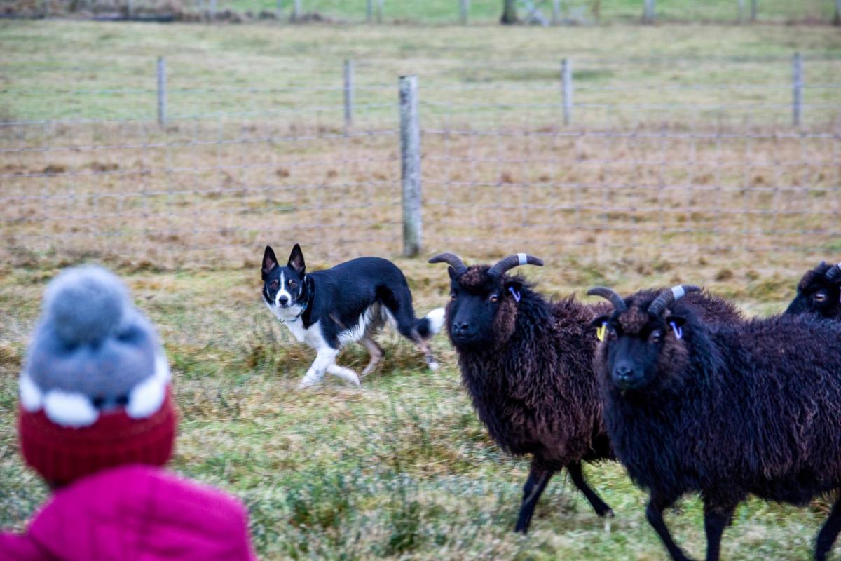 Katrina Raeburn - Alyth who is 5, working our dog Chase on her wee flock of Hebrideans in Ness, Isle of Lewis