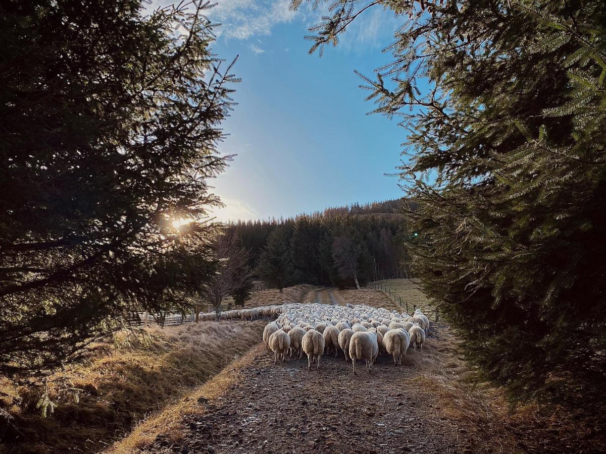 Mhairi Dempster - Ewes going back to the hill at Dalmunzie, Spittal of Glenshee to wait for scanning