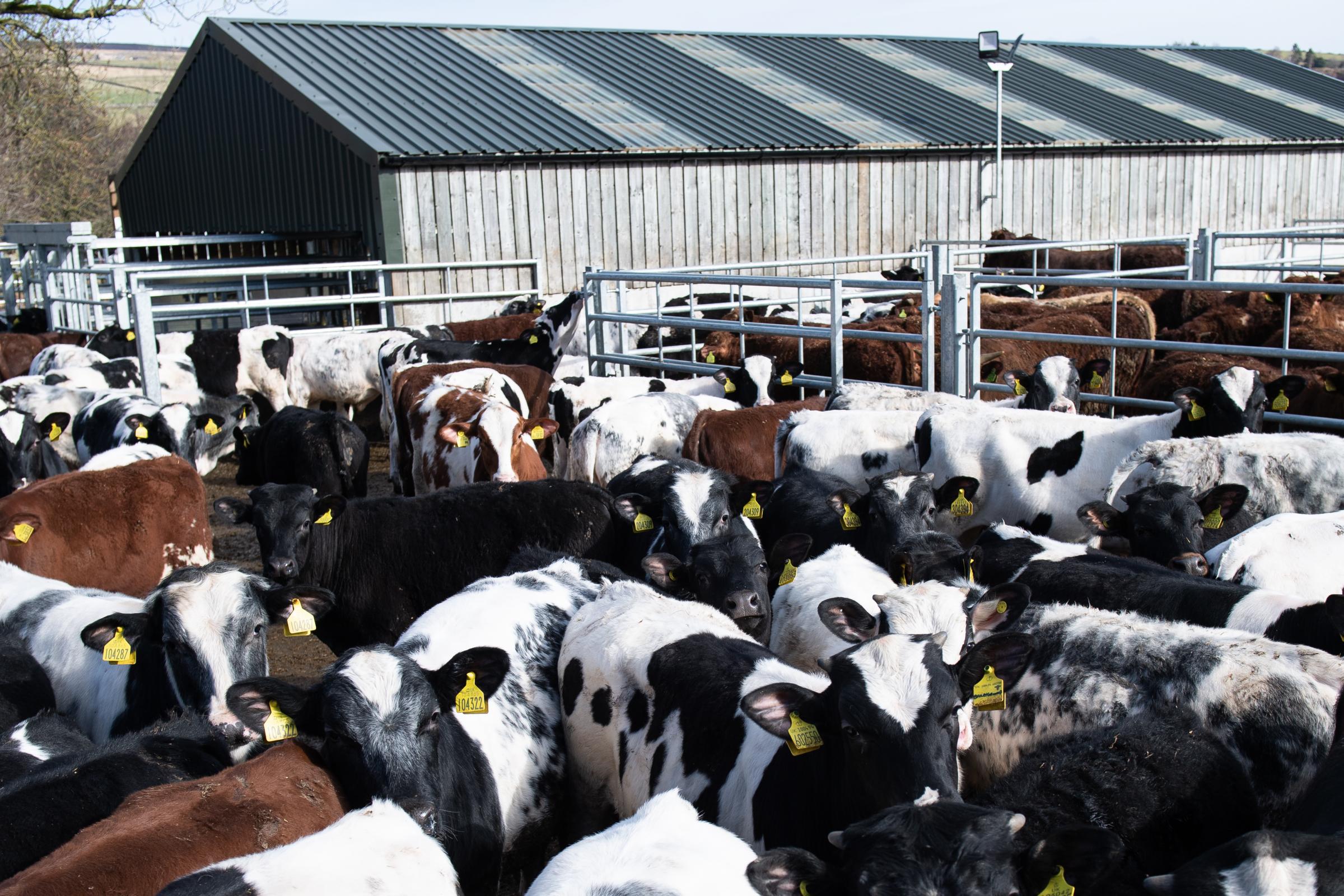 The Atkinsons have built a large handling area with under cover race and crush to make handling cattle more efficient Ref:RH150322066 Rob Haining / The Scottish Farmer...